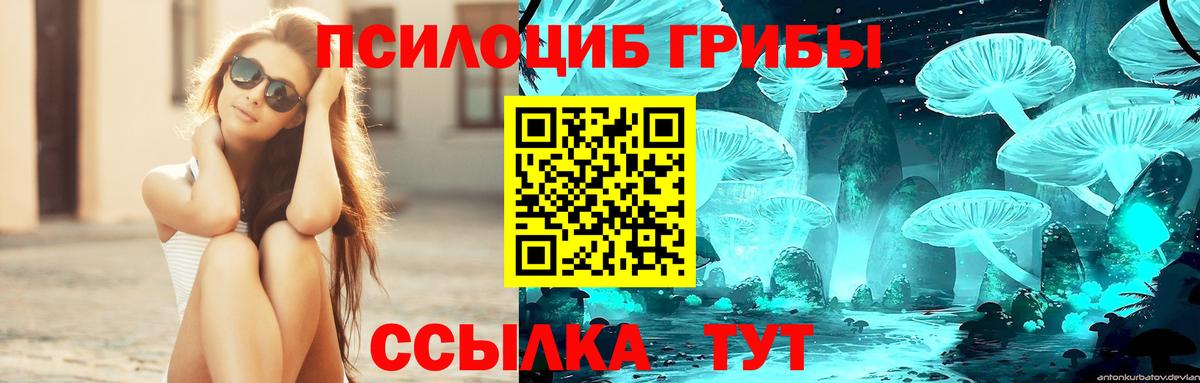Псилоцибиновые грибы Psilocybine cubensis Балашов
